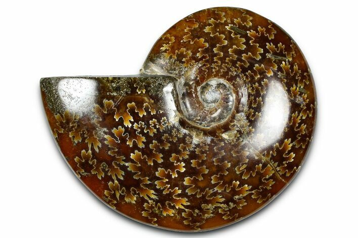 Polished Ammonite (Cleoniceras) Fossil - Madagascar #364989